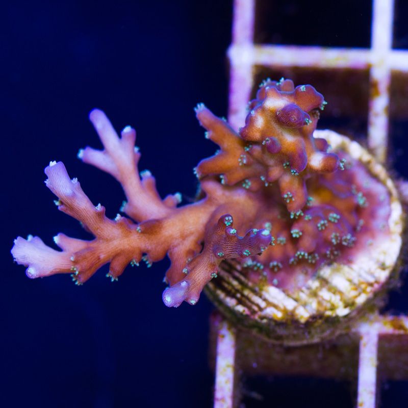 newcoral1358b - 85+ New WYSIWYG Acros at Cherry Corals!